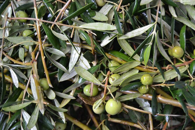 Mallorc Bodega & Olive Minibus Tour Including Pickup From South Coast