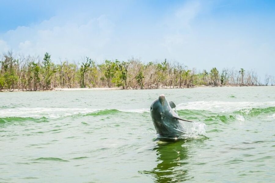 4 Best Cruises And Boat Tours In Marco Island