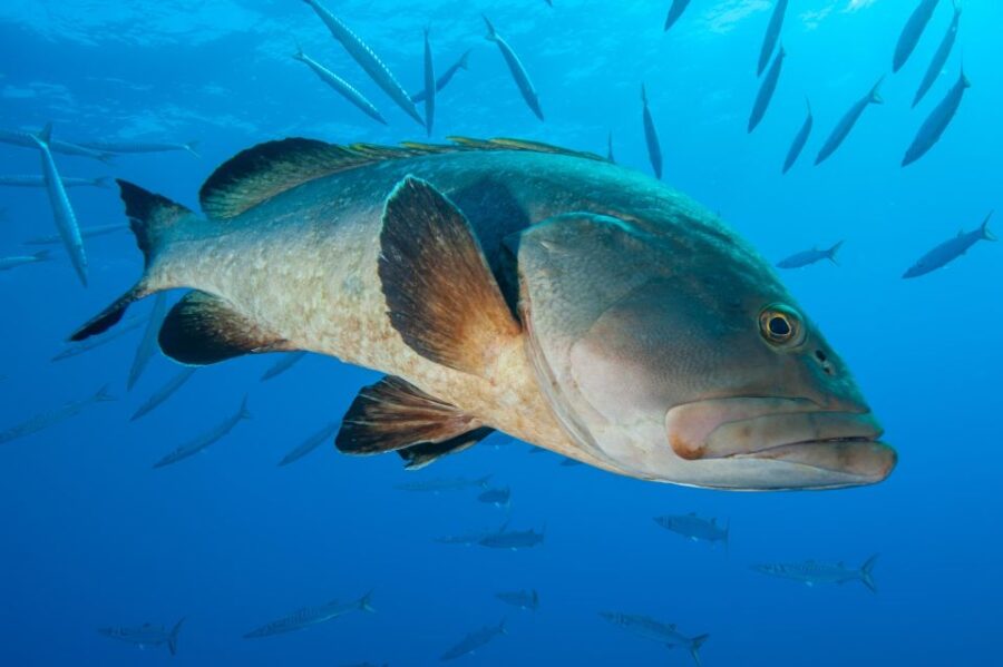 MARINA DI CAMPO: DIVING ON THE ISLAND OF ELBA AND PIANOSA
