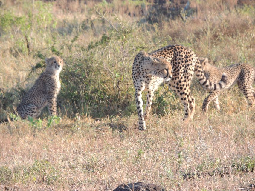 9 Best National Park Tours In Mpumalanga