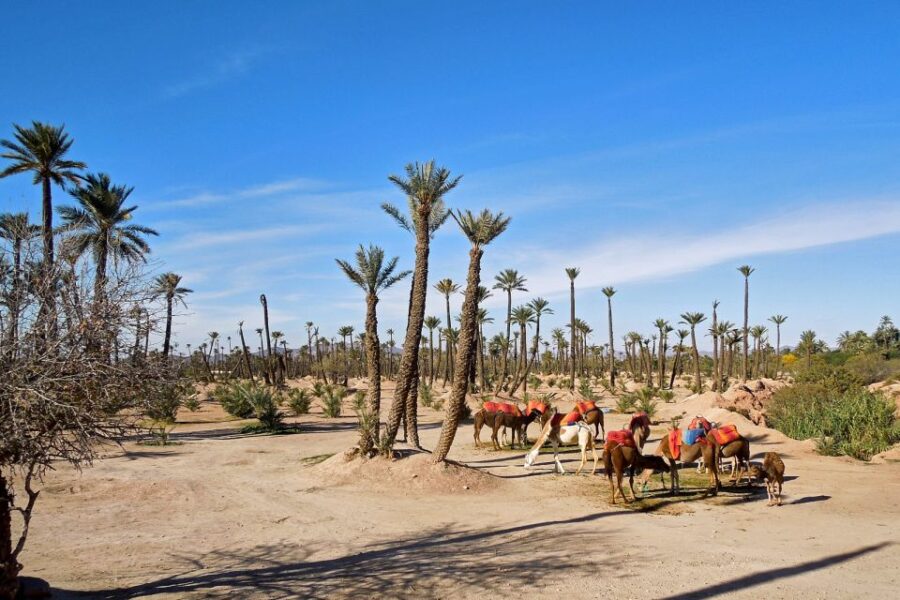 Marrakech: 2-Hour Quad Bike & Camel Ride in Palmeraie - Overview of the Activity