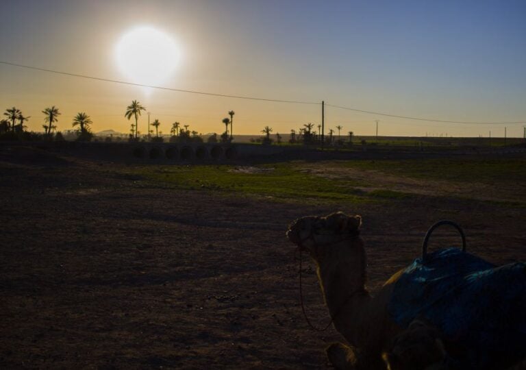 Marrakech : Exciting Camel Ride in Palmeraie