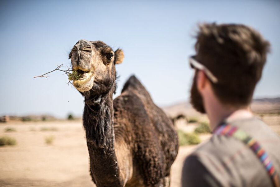 Marrakech: Magical Dinner Under the Stars in Agafay Desert