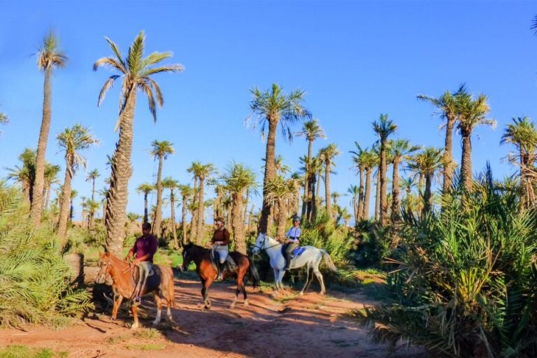 Marrakech: Palm Grove Horseback Riding Tour