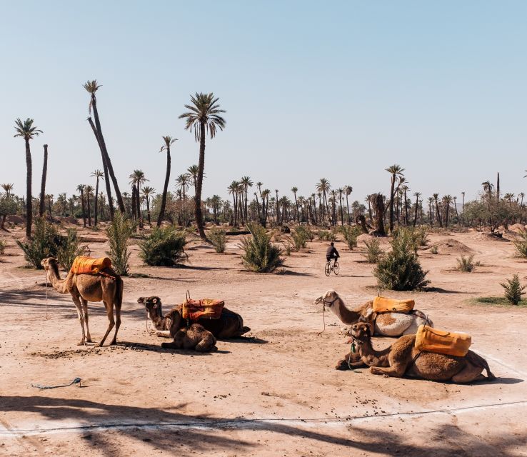 Marrakech: Quad Bike and Camel Ride Tour