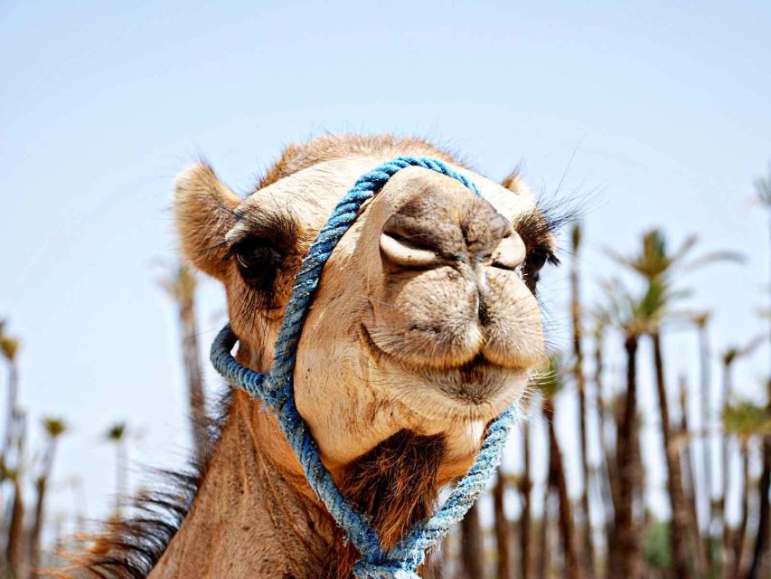 Marrakech: Sunset Camel Ride in Palmeraie