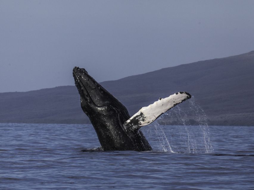 Maui: Deluxe Whale Watch Sail & Lunch From Ma’Alaea Harbor