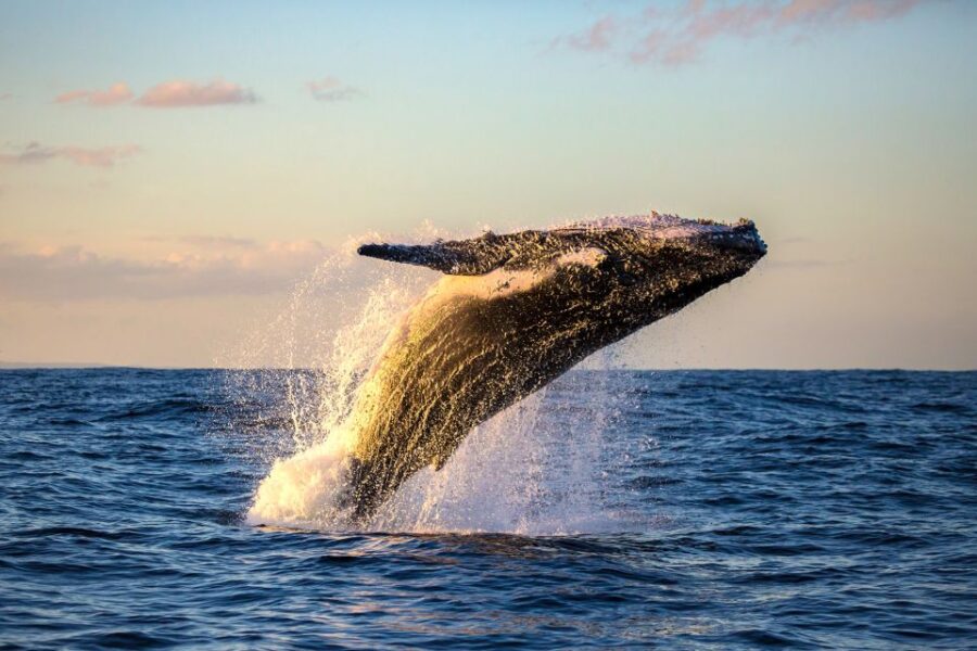 Maui: Eco-Friendly Whale Watching Tour From Maalaea Harbor - Tour Overview and Pricing