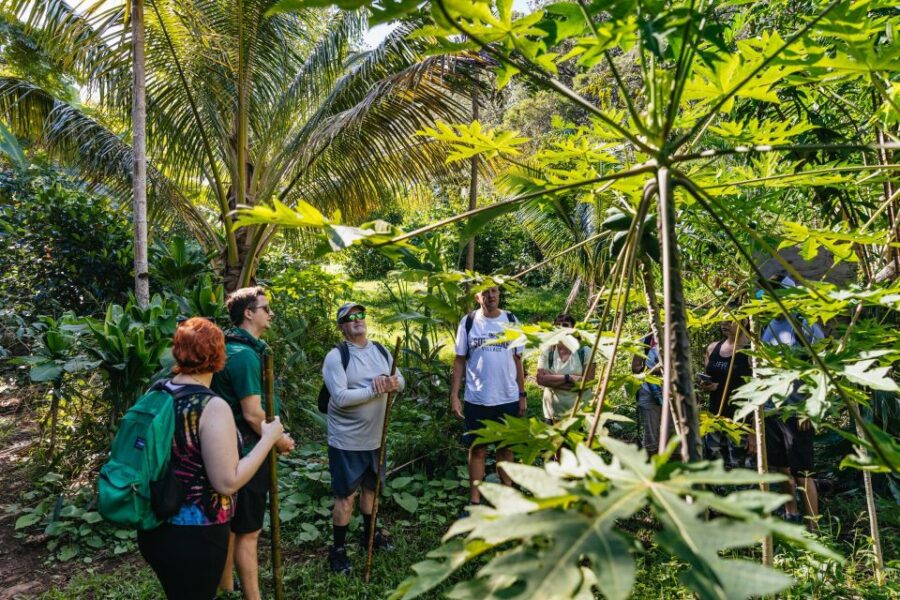 Maui: Rainforest Waterfalls Guided Hike With Picnic Lunch - Tour Overview
