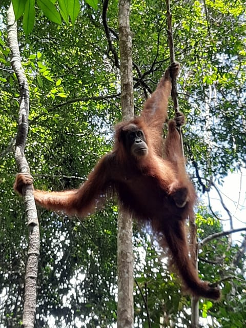 Medan: 7-Day Bukit Lawang Orangutan Exploration Package - Package Overview