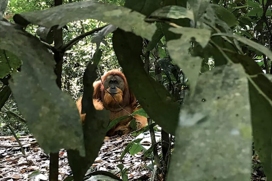 Medan: in the Jungle of Mount Leuser National Park Day Trip
