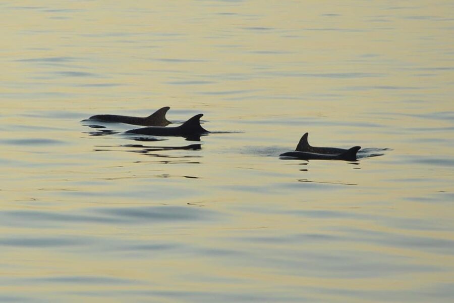 Medulin: Private Sunset Cruise With Dolphin Watching