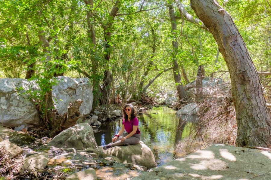 Meet the Trees in Cyclades Hiking (Small Group Experience)