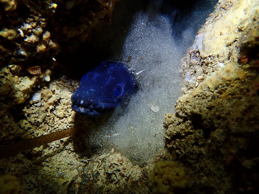 Menorca: 1 Single Dive (Important: Certification Required)