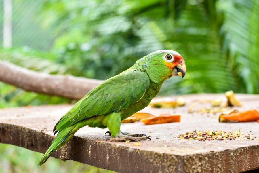 Mérida: Uxmal and Chocolate Museum Choco-Story - Tour Overview