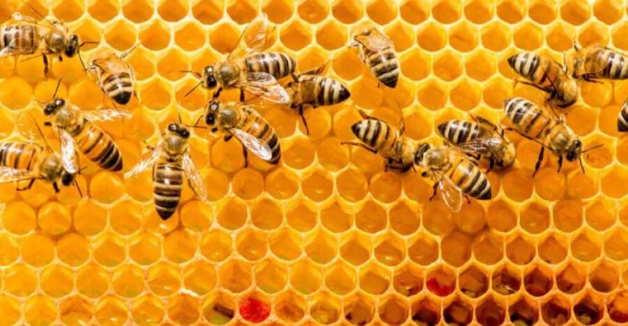 Merida: World of Melipona Bees Exploration Tour