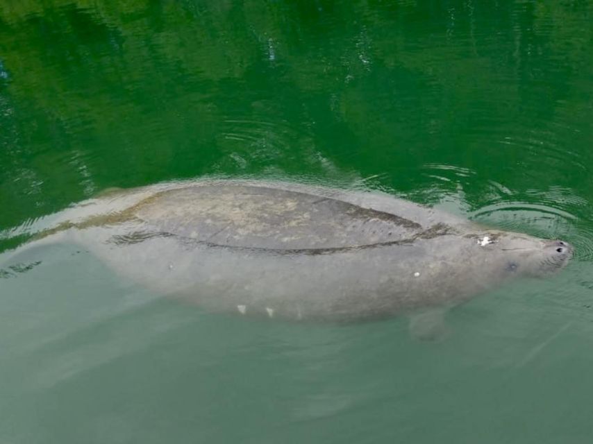 Miami: Manatee Season Paddleboard or Kayak Tour