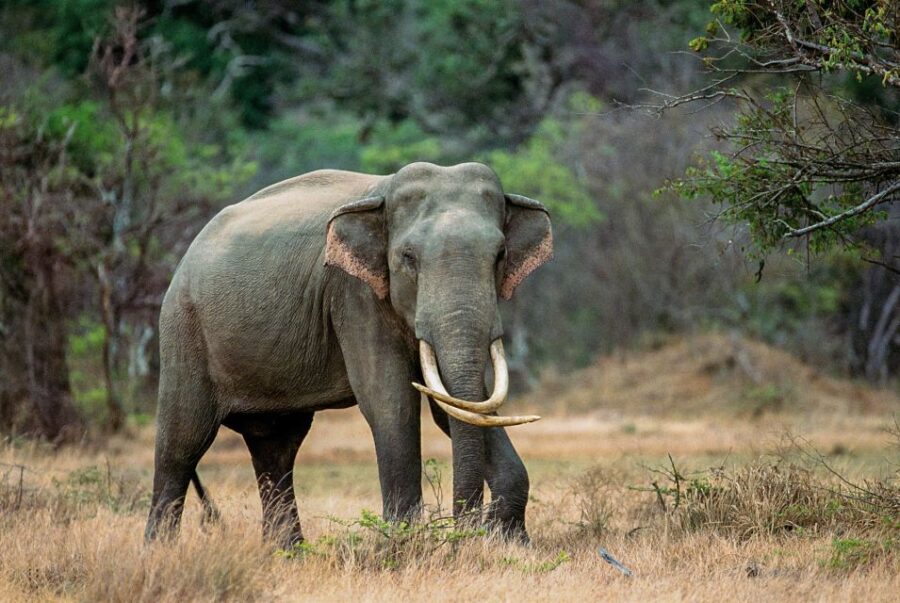 Minneriya: Minneriya National Park Private Safari