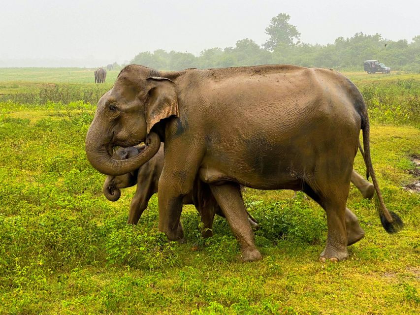 Minneriya National Park Safari With Jeep & Entrance Ticket