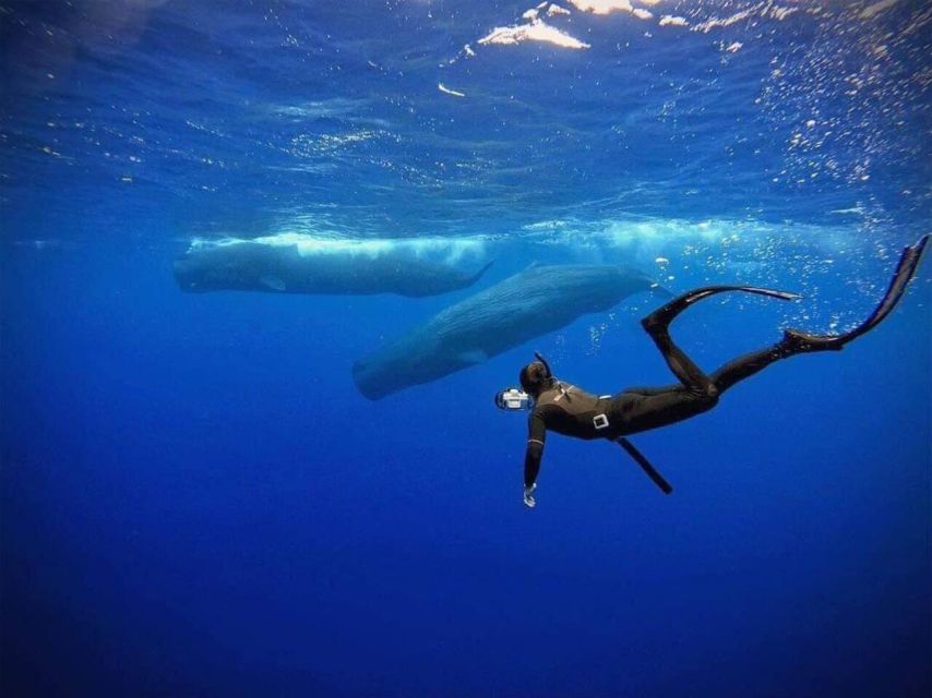 14 Best Whale Watching Experiences In Mirissa