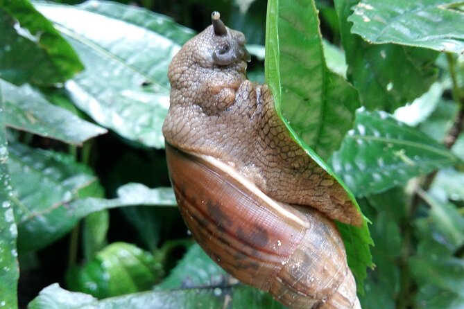 Monteverde Cloud Forest Guided Tour