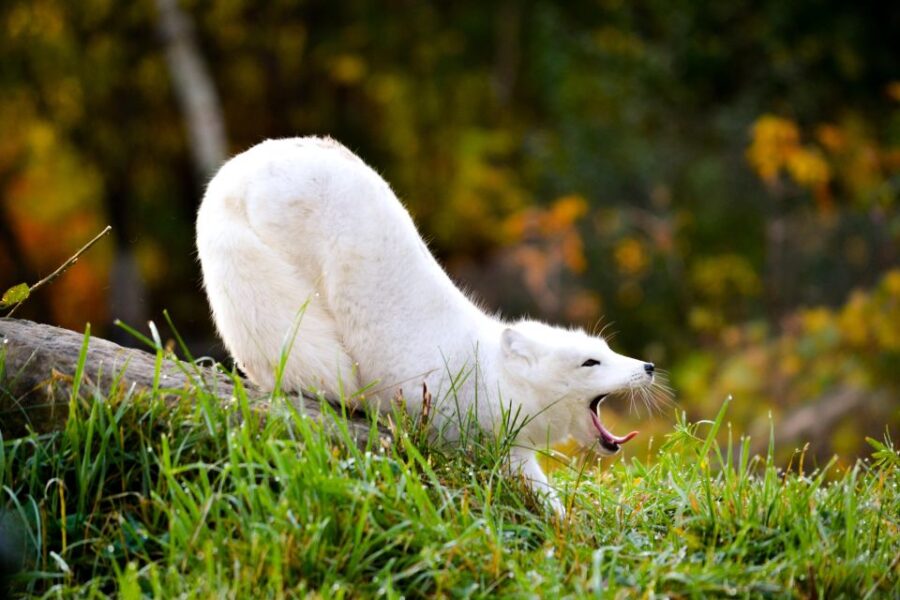 Montreal: Ecomuseum Zoo Entry Ticket - Ticket Pricing and Options