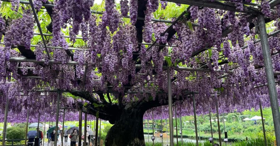 Most Beautiful Great Wisteria in the World
