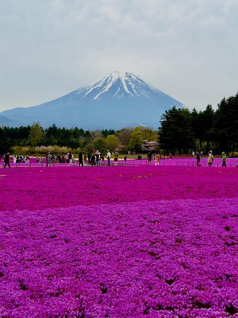Mount Fuji and Lake Kawaguchiko With Pick-Up & Drop-Off