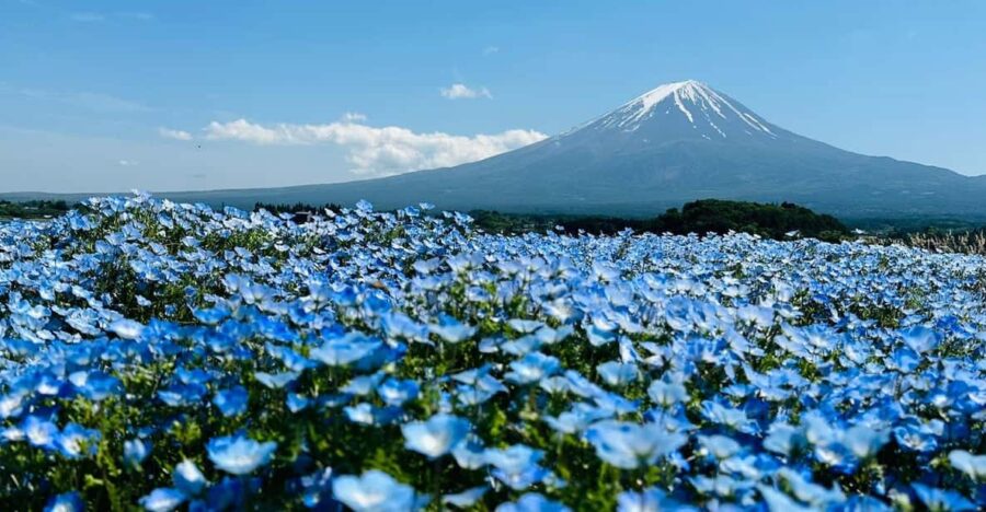 4 Best Full-Day Tours In Fujiyoshida