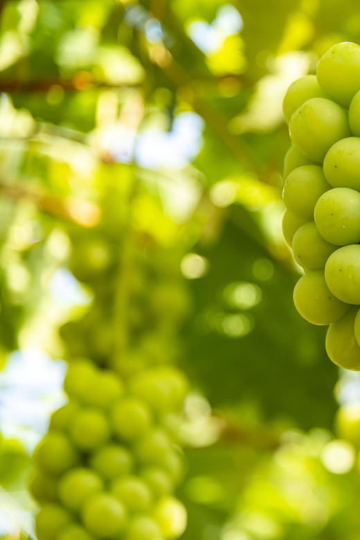 Mt. Fuji Day Tour: Narusawa Ice Cave & All-You-Can-Eat Muscat Grapes
