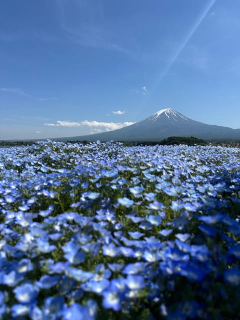 Mt.Fuji Private Tour By Car With English Speaking Guide