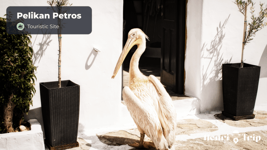Mykonos & Délos : The Only Guide - Comprehensive Travel Tips