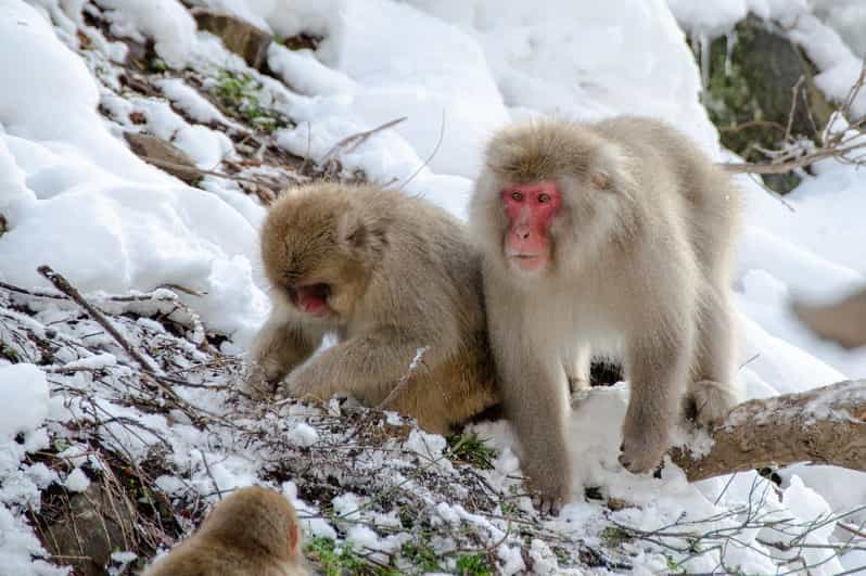 Nagano: Snow Monkeys, Zenkoji Temple & Sake Day Private Tour - Tour Overview