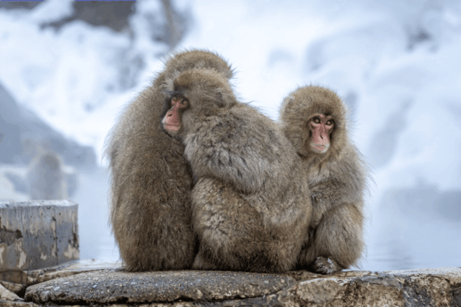 Nagano: Snow Monkeys, Zenkoji Temple