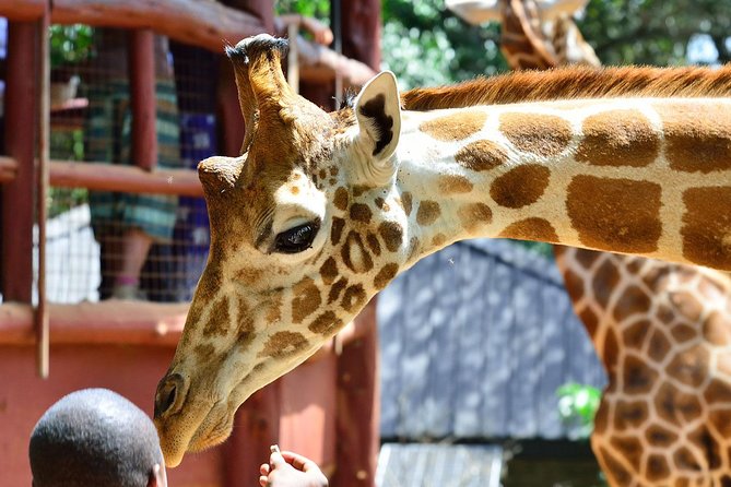Nairobi Highlights: Karen Blixen, Beads Factory & Giraffe Center Day Tour - Tour Overview