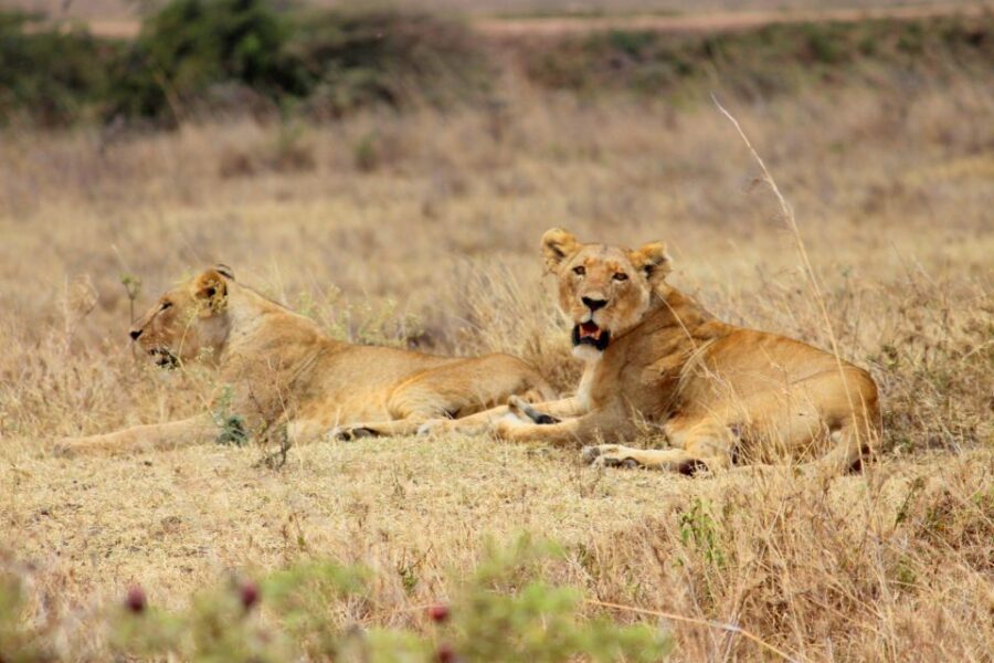 Nairobi National Park Morning or Evening Game Drive - Overview of Nairobi National Park