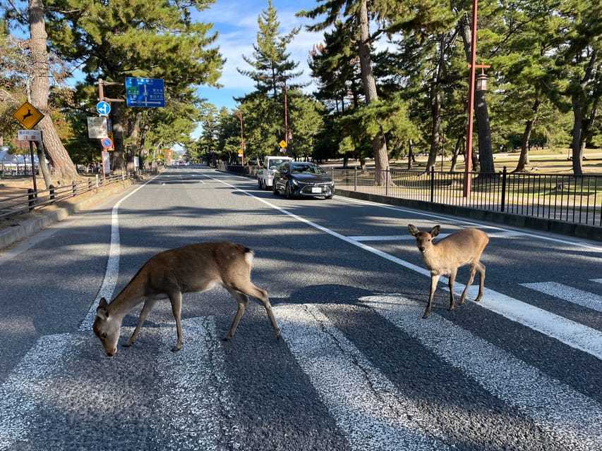 Nara: Hiking In The Forest, Big Buddha, Deer, Shrine, Sunset