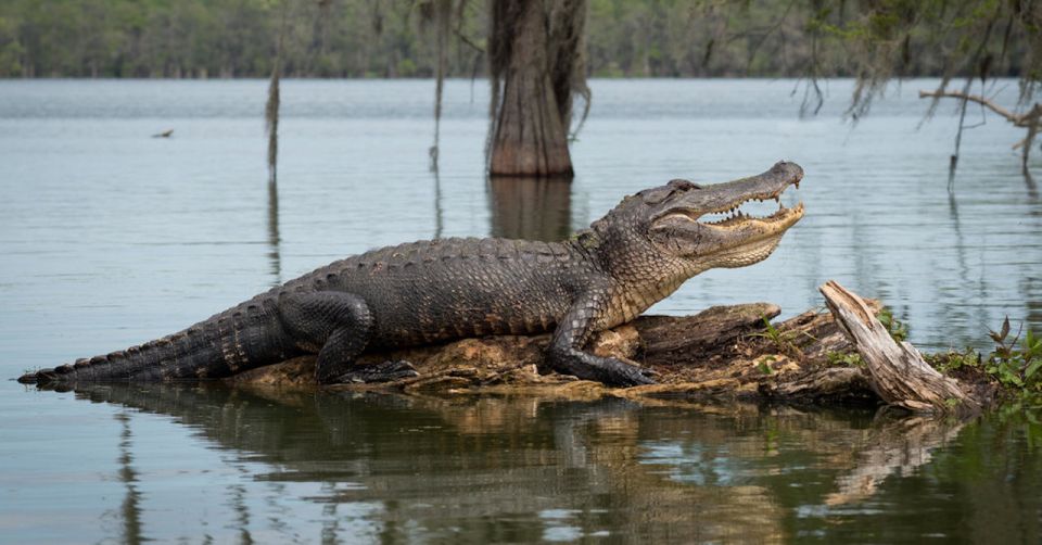 New Orleans: 16 Passenger Airboat Swamp Tour - Tour Overview