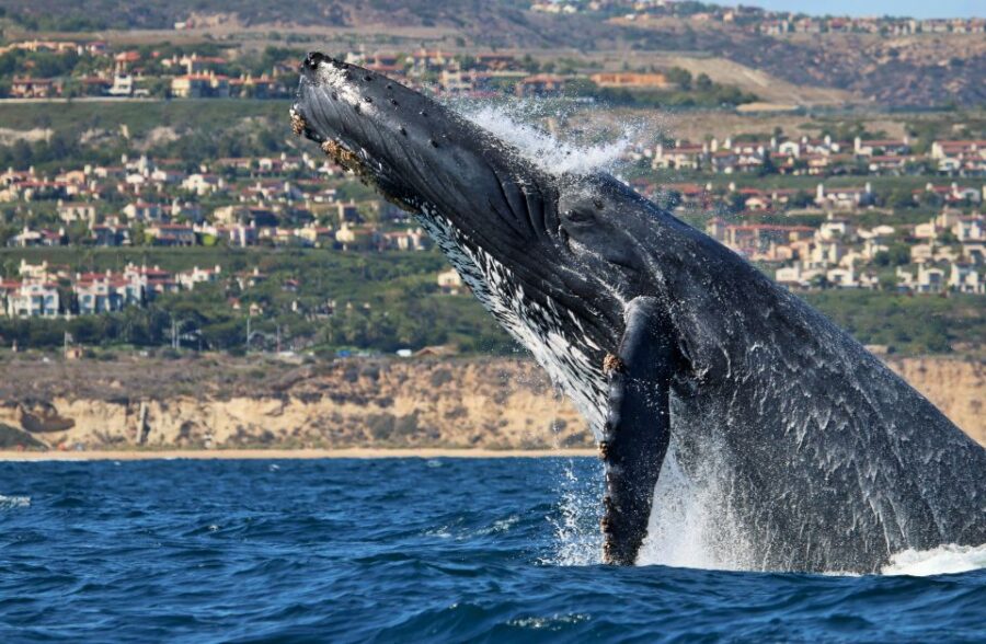Newport Beach: Ultimate Whale Watching Adventure - Tour Overview