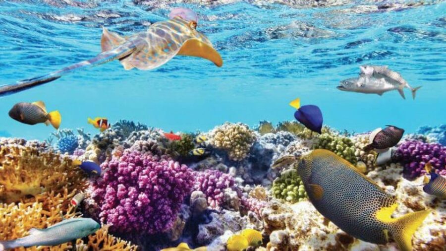 Nha Trang: Snorkeling, Mun Island and Mini Beach Day Trip