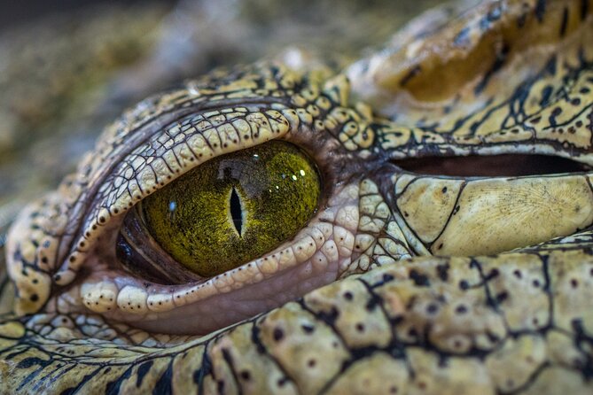 Night Mangrove Safari Boat Tour With Dinner | Manuel Antonio