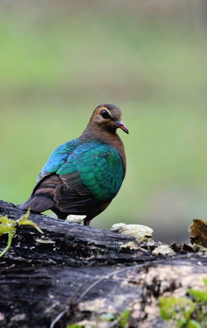Night Stay in Jungle Tower 2 Nights Package at Chitwan