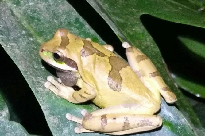 Night Tour in Monteverde