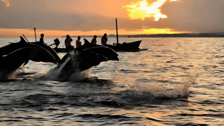 North Bali : Sunrise With Dholpin, Waterfall and Iconic Gate - Overview and Pricing