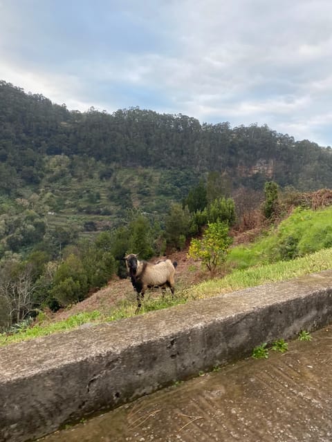 North-East Madeira Jeep Safari Tour for the Nature Lovers