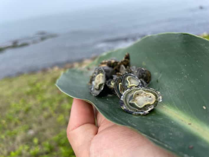 Northeast Coast Day Tour: SUP and Spearfishing Picnic
