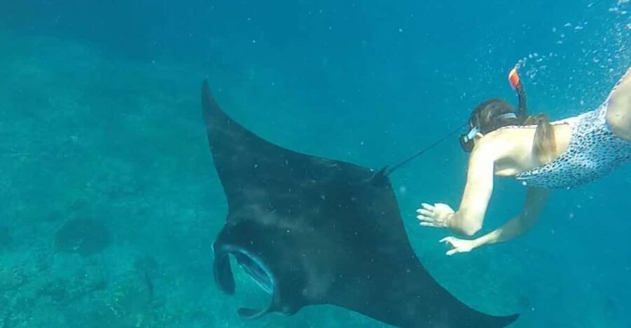Nusa Penida : Discover Snorkeling and West Island Adventure - Tour Overview and Pricing