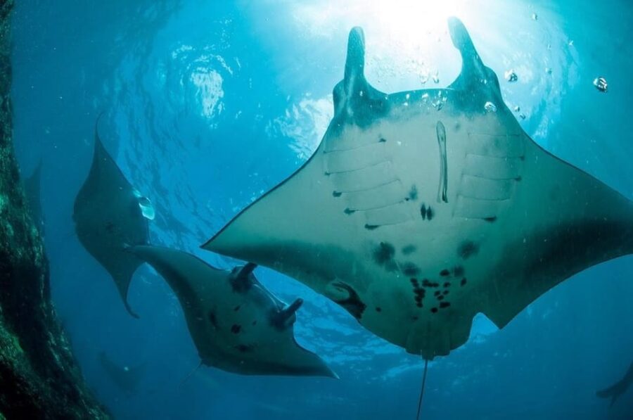Nusa Penida: Full Day Private Snorkeling With Manta Ray