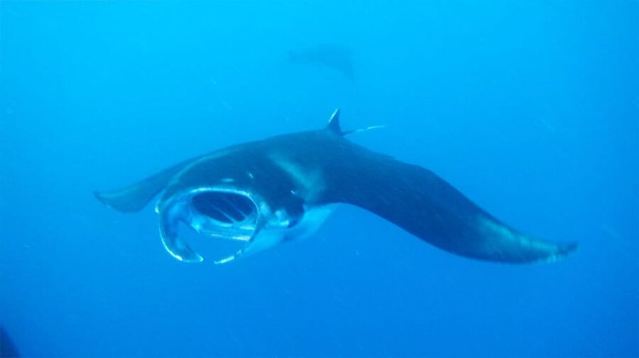 Nusa Penida: Manta Point Snorkeling Tour