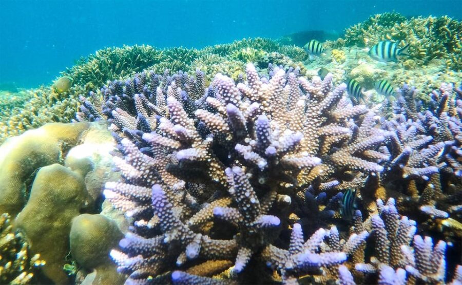 Nusa Penida: Private Manta Bay 5 Spot Snorkeling Trip